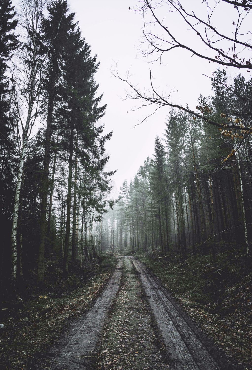 Straßensanierung im Wald